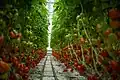 Tomato rows.