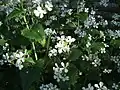 White-flowered form, L.&nbsp;annua