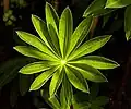 Lupin cultivar "My Castle"