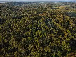 Forests of Malenadu