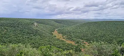 Lush Valley