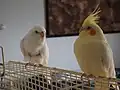 Lutino cockatiel (on right)