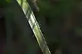 Closeup of a leaf