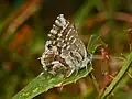 Imago, underside