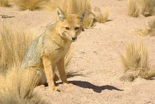 A culpeo in the Antofagasta Region (2010)