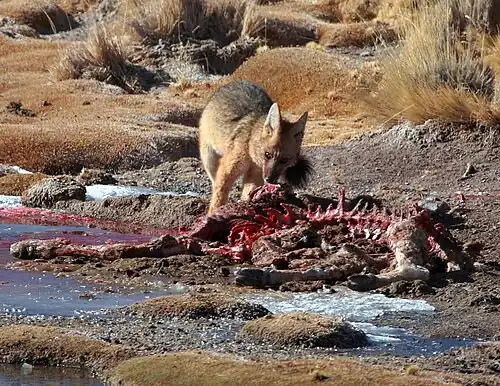 A culpeo feasting on the carcass of a vicuña at El Tatio, San Pedro de Atacama, the Antofagasta Region (2013)