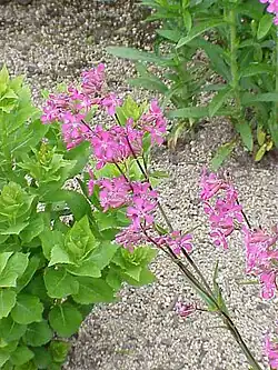 Sticky catchfly