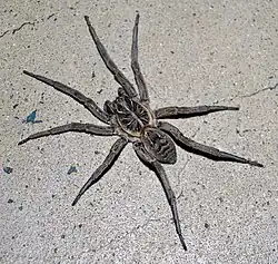 Lycosa leuckarti