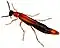 Lymexylon navale
