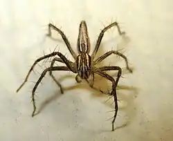 Oxyopes jacksoni