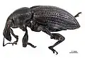 Lyperopais mirus