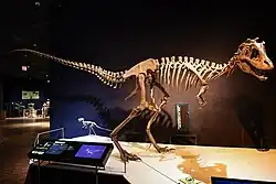 Photo of a right-facing mounted skeleton with its skull turned to the right, in front of several other tyrannosaur skeletons