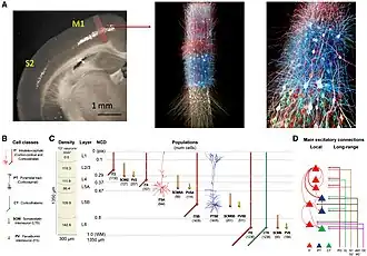 Diagram of a cylindrical microcircuit model of mouse primary motor cortex showing cortical layers, neuron classes, morphologies and interconnections.