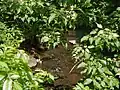 A brook crossing a road