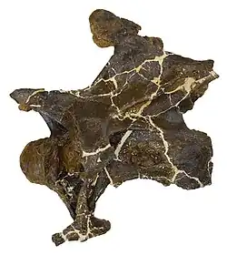 Cervical vertebra of Dolly