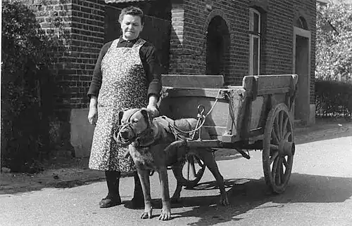 Dog cart