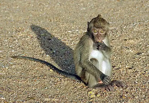 juvenile, Thailand