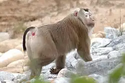 adults male northern pig-tailed macaque