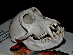 Skull of a Southern Pig-tailed Macaque (Macaca Nemestrina)