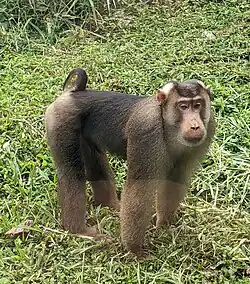 Southern Pig-tailed Macaque (Macaca Nemestrina) in Malaysia