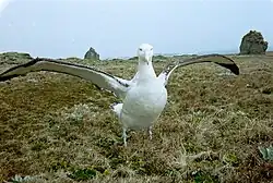 Snowy albatross