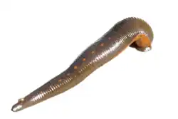 A large, unflattened leech on a white background. The back is olive-brown with a series of orange points; the belly is dull orange.