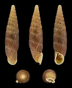 Macrogastra plicatula plicatula