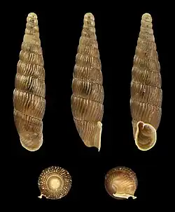 Macrogastra plicatula superflua