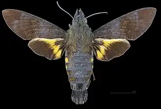 Macroglossum corythus ♂