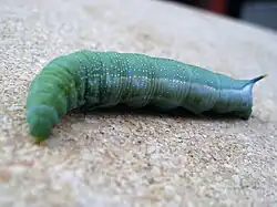 Larva of Macroglossum stellatarum, Hampshire, UK, while on prepupational walkabout