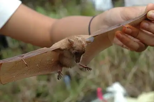 Brown bat