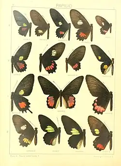 Seitz Plate 2