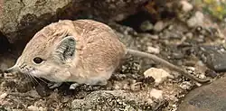 Brown elephant shrew