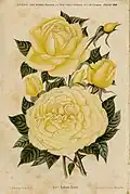 Rose 'Madame Hoste'