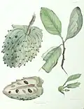 The Custard Apple