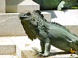 Iguana