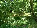 Forest landscape