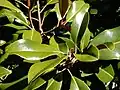 Foliage 'Bracken's Brown Beauty'