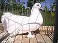 White Magyar páva (fantail)