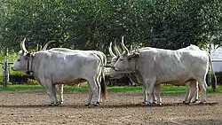 four grey-white cattle yoked in two pairs