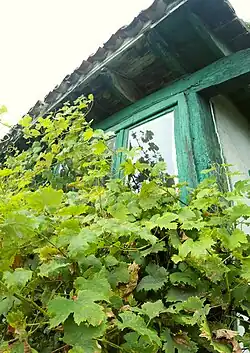 Vineyard (Vitis vinifera)