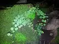 Adiantum philippense in Bangladesh