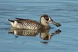 Pink-eared duck (Malacorhynchus membranaceus)