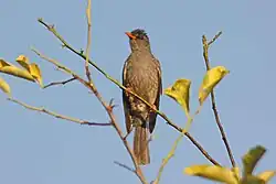 Hypsipetes madagascariensis in the Anjajavy Forest