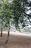 Malali village