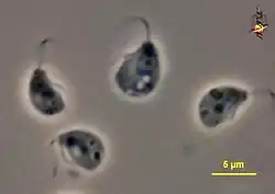 Malawimonas cells, with typical excavate architecture