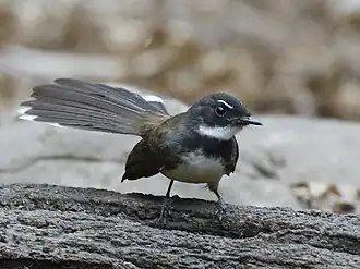 showing fanned tail (topside)