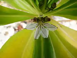 Scaevola taccada