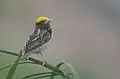 Male in breeding dress at Pali, Rajasthan