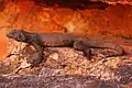 Large male chuckwalla, picture taken in the White Tank Mountains near Surprise, Arizona